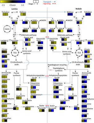 Dissecting Metabolism of Leaf Nodules in Ardisia crenata and Psychotria punctata